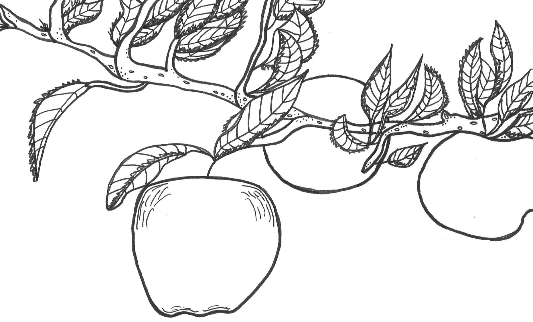 Cover of the Generation Mixed Goes to School booklet, with line drawings of apples on a branch